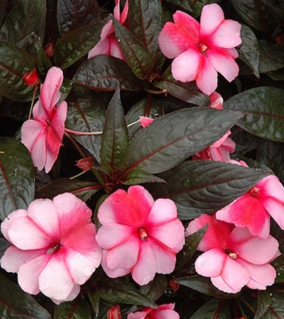 New Guinea Impatiens Super Sonic® Sweet Cherry